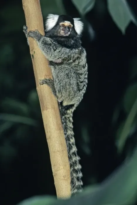 Framed Print : Common Marmoset - sittting on stem, Emmen, Holland Framed Print : Common Marmoset - sittting on stem, Emmen, Holland