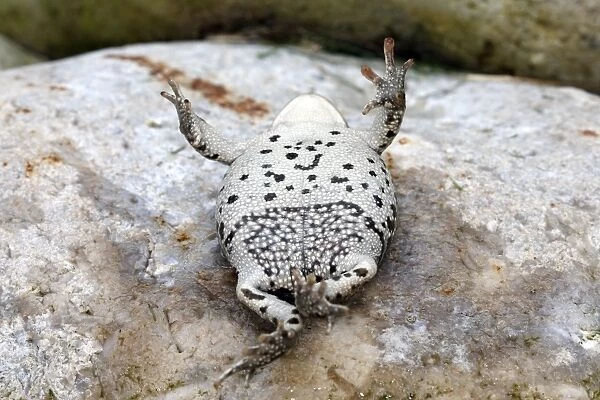 Common Midwife Toad - on back. Marquenterre - France