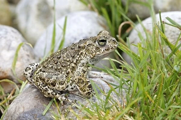 Common Midwife Toad. Marquenterre - France