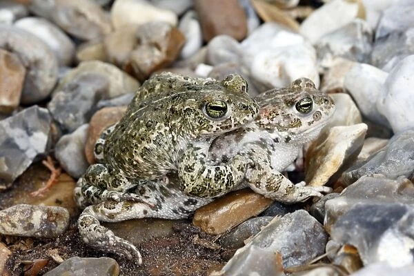 Common Midwife Toad - mating. Marquenterre - France