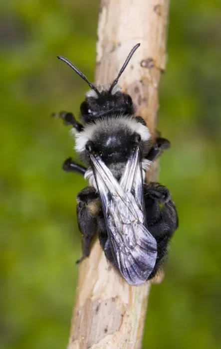 Framed Print : Common Mining Bee (female) - Dorsal view showing wing venation Location: Cornwall, UK