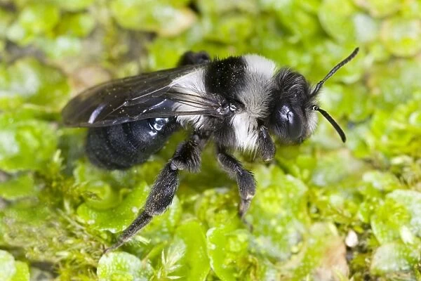 Common Mining Bee (female) Location: Cornwall, UK