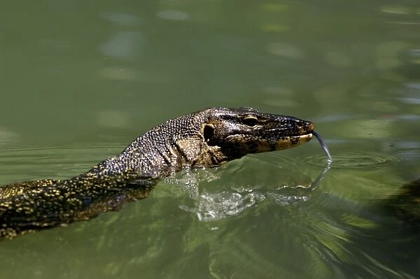A Common Monitor Lizard swims in a small stream, looking for prey, in rainforest of Tioman Island, 30 km East off peninsula Malaysia in South China Sea; June. Ma39. 3493