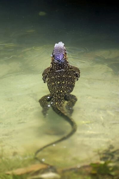 A Common Monitor Lizard swims in a small stream, looking for prey, in rainforest of Tioman Island, 30 km East off peninsula Malaysia in South China Sea; June. Ma39. 3727