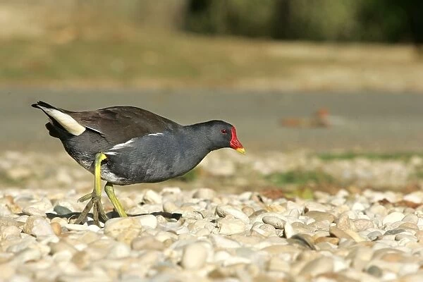Common moorhen - adult. Dombes - France