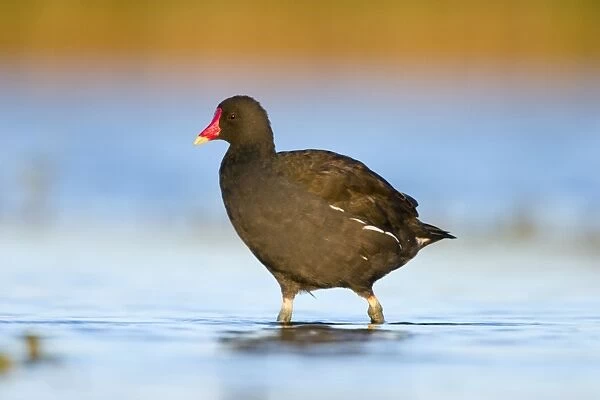 Common Moorhen Adult in shallow water. Cleveland. UK