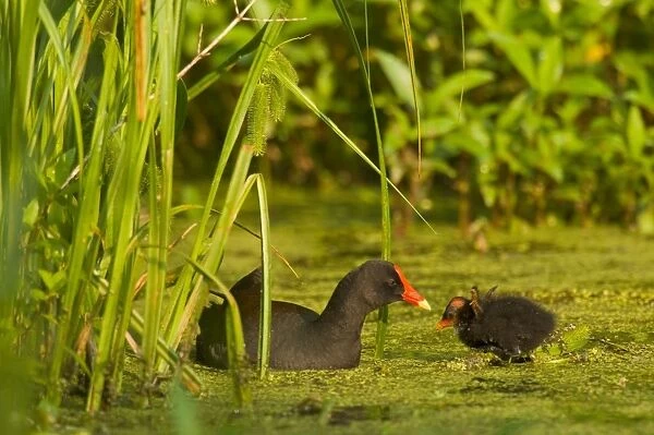 Common Moorhen - adult with young. Southern swamp, Louisiana, North America, USA. May. _TPL4957