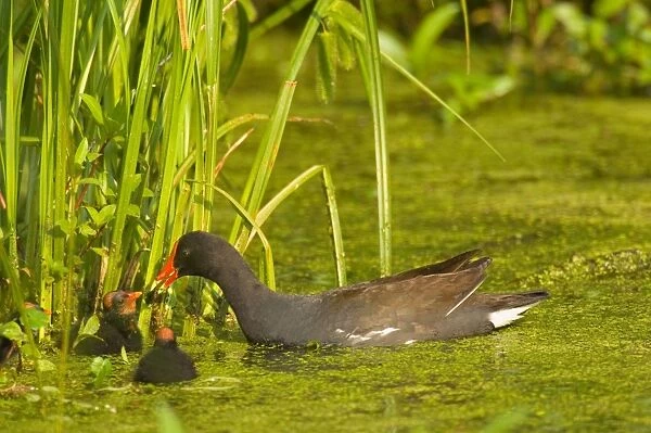 Common Moorhen - adult with young. Southern swamp, Louisiana, North America, USA. May. _TPL5058