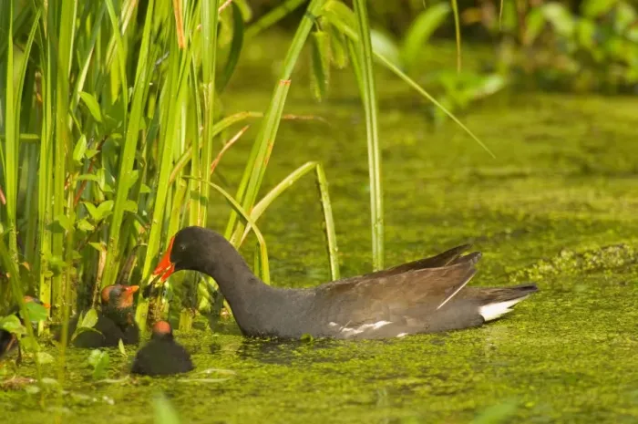 Framed Print : Common Moorhen - adult with young. Southern swamp, Louisiana, North America, USA. May. _TPL5058 Framed Print : Common Moorhen - adult with young. Southern swamp, Louisiana, North America, USA. May. _TPL5058