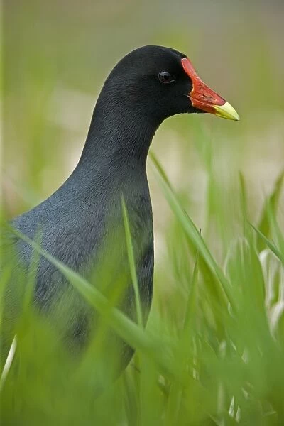 Common Moorhen Male-Common in fresh-water marshes and along the edges of lakes-Its resemblance to ducks is countered by the bright red frontal plate of the head