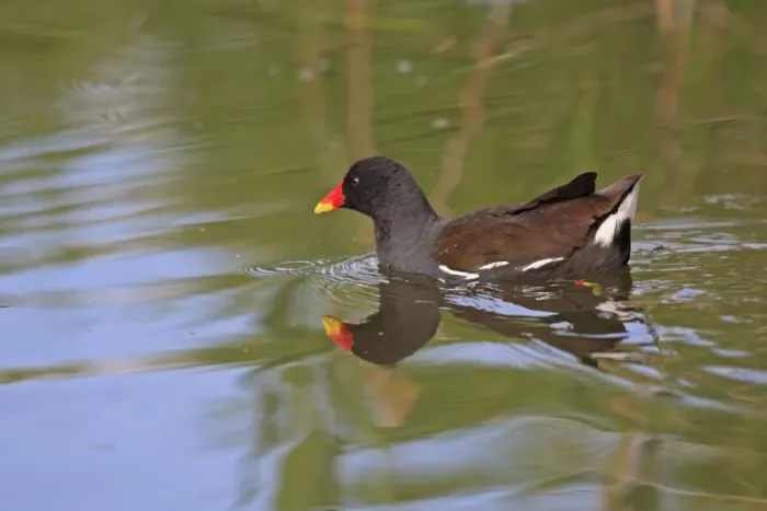 Framed Print : Common Moorhen. Pensthorpe - Norfolk - UK Framed Print : Common Moorhen. Pensthorpe - Norfolk - UK