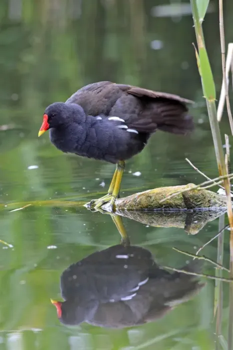 Framed Print : Common Moorhen. Pensthorpe - Norfolk - UK Framed Print : Common Moorhen. Pensthorpe - Norfolk - UK