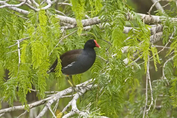Framed Print : Common Moorhen South Texas in March Framed Print : Common Moorhen South Texas in March