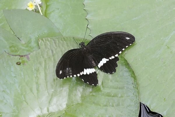 Common Mormon - butterfly resting on waterlily pads, Emmen, Holland