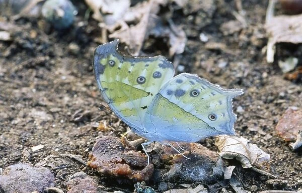 Common Mother of Pearl Butterfly South Africa