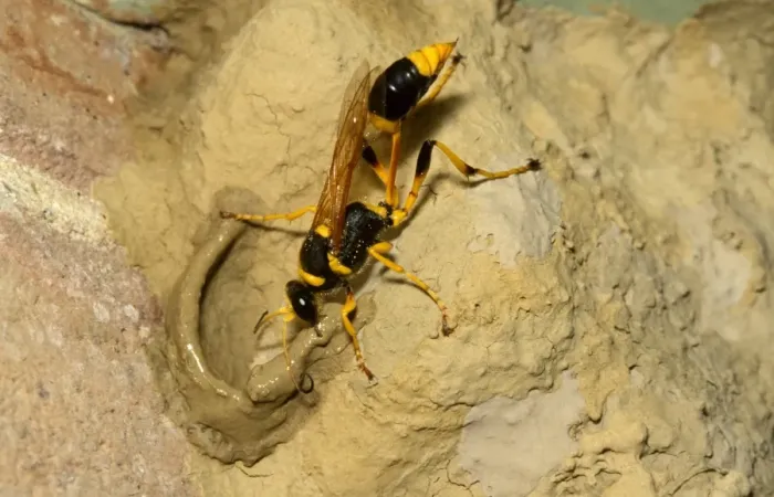 Framed Print : Common mud-dauber wasp - female adding cell to nest. Larvae from eggs laid in the cells will feed off paralysed spiders Framed Print : Common mud-dauber wasp - female adding cell to nest. Larvae from eggs laid in the cells will feed off paralysed spiders
