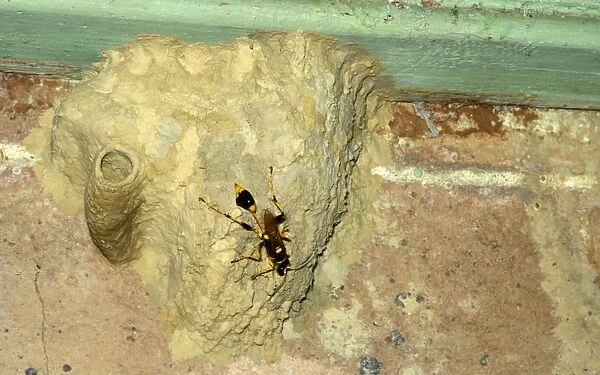 Common mud-dauber wasp - female building nest. Larvae from eggs laid in the cells will feed off paralysed spiders