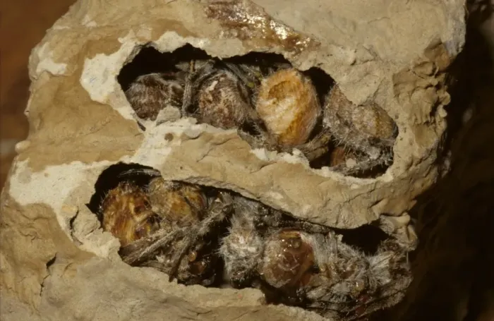 Framed Print : Common mud-dauber wasp - nest cell opened to show paralysed spiders provided as food for the larvae Framed Print : Common mud-dauber wasp - nest cell opened to show paralysed spiders provided as food for the larvae