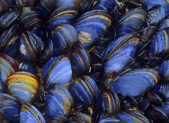 Framed Print : Common mussels clinging to a rock at low tide Cornwall, England, UK Framed Print : Common mussels clinging to a rock at low tide Cornwall, England, UK