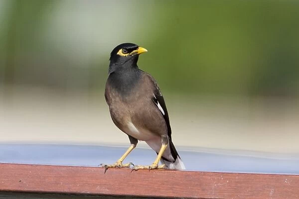 Common Myna Introduced to Australia and New Zealand where it is regarded as a pest usurping other birds from their nesting holes. Found in the northern half of the North Island of New Zealand and along the eastern seaboard of Australia