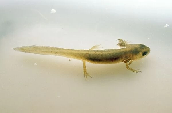 Common Newt - with external gills
