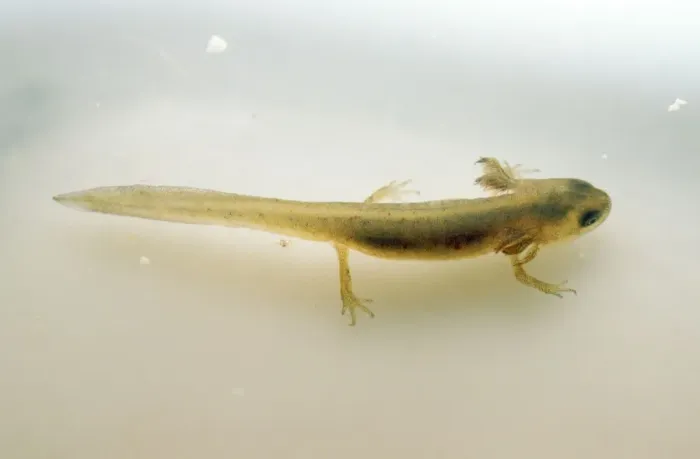 Framed Print : Common Newt - with external gills Framed Print : Common Newt - with external gills