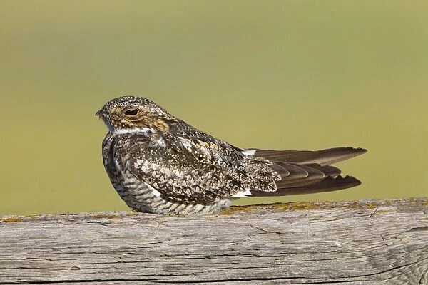 Common Nighthawk - at day roost - Southern Wyoming - July - USA