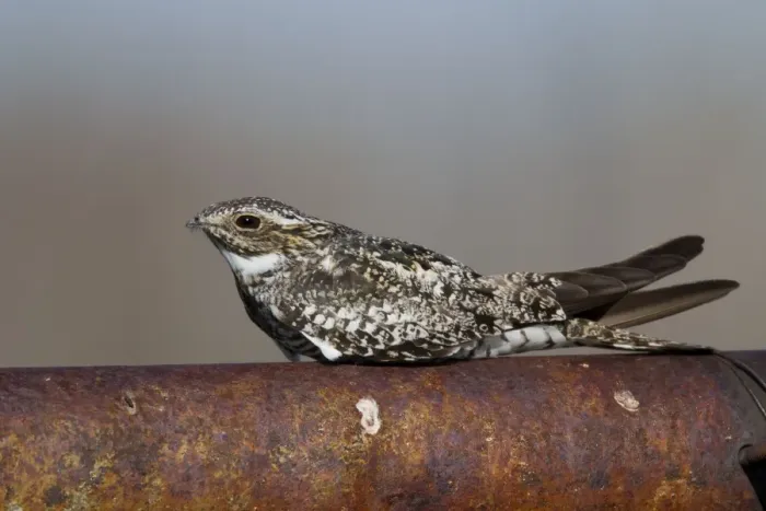 Framed Print : Common Nighthawk - at day roost - Southern Wyoming - July - USA Framed Print : Common Nighthawk - at day roost - Southern Wyoming - July - USA