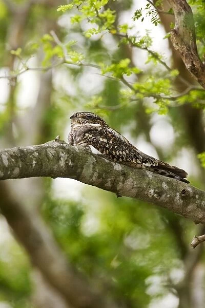 Common Nighthawk South Texas in April