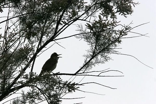 Common Nightingale. Aiguamolls Nature Reserve - RAMSAR site - Spain
