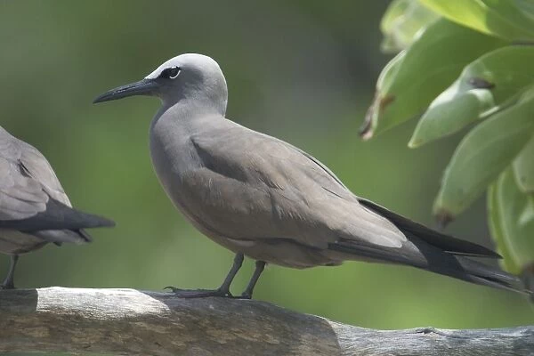 Common Noddy - At Pulu Keeling National Park, the northernmost atoll of the Cocos (Keeling) Islands, Indian Ocean. Pulu Keeling is Australia's smallest National Park