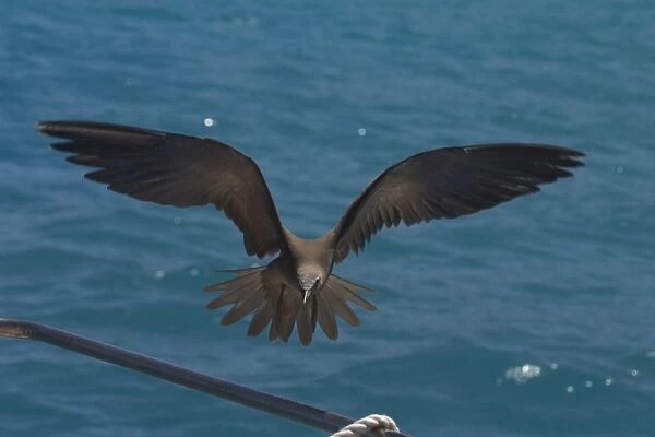 Common Noddy At Pulu Keeling National Park, Cocos (Keeling) Islands, Indian Ocean. About to land on the vessel R. J. Hawke