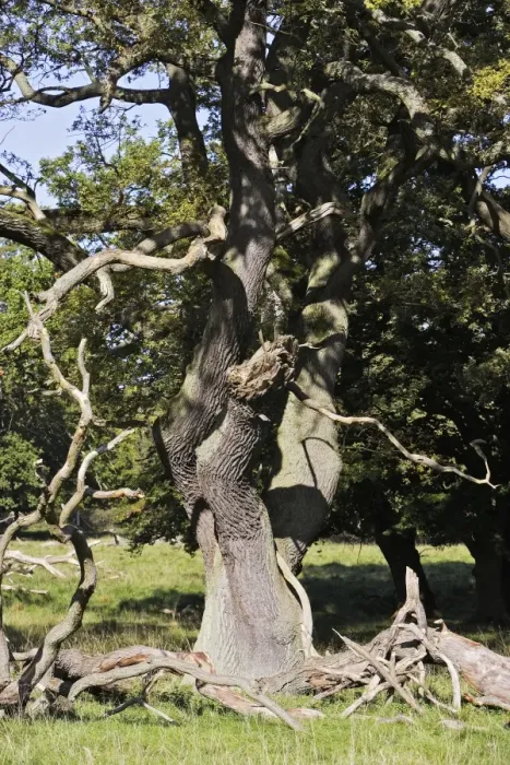 Framed Print : Common Oak Tree Framed Print : Common Oak Tree