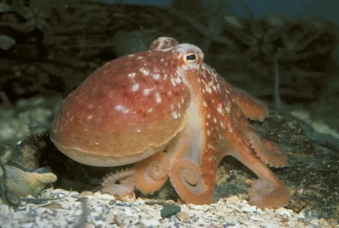 Framed Print : Common Octopus Framed Print : Common Octopus