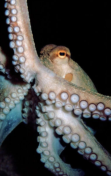 Common Octopus, Atlantic and Mediterranean. Shows special rectangular pupil and double row of sensitive suckers along the arms. UK Marine