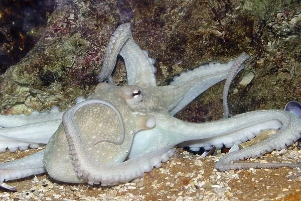 Common Octopus Delphinarium, Port Elisabeth. South Africa. Distribution: found Worldwide in tropical and temperate waters