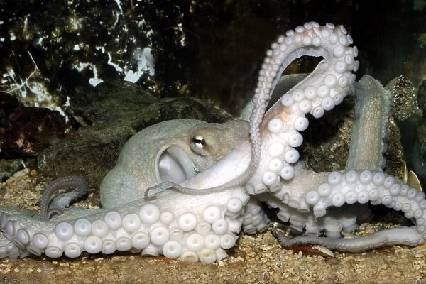 Common Octopus Delphinarium Port Elisabeth, South Africa