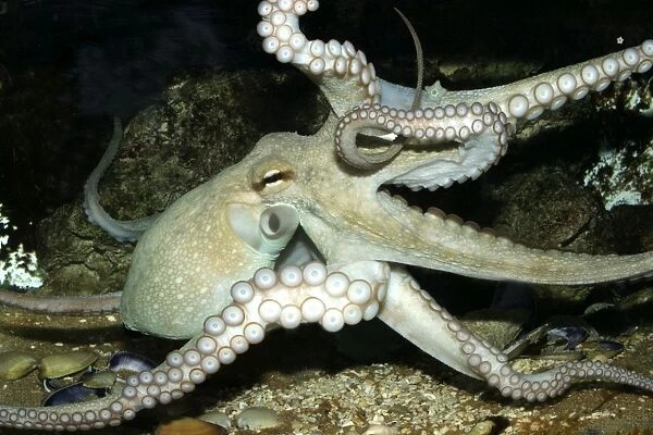 Common Octopus Dolphinarium, Port Elisabeth. South Africa