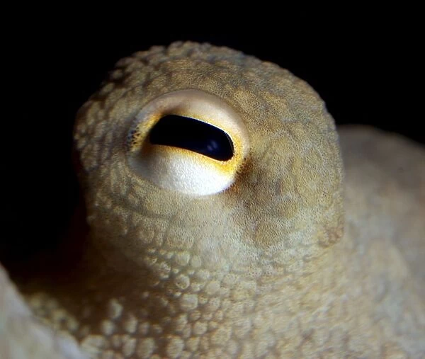 Common Octopus - eye