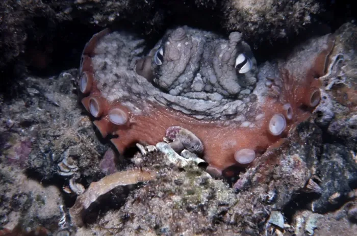 Framed Print : Common Octopus - Sydney octopus, it feeds on shellfish and small crabs which it drills and poisons before eating the paralyised contents Sydney Harbour, Australia Framed Print : Common Octopus - Sydney octopus, it feeds on shellfish and small crabs which it drills and poisons before eating the paralyised contents Sydney Harbour, Australia