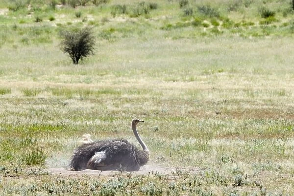 Common Ostrich - Female dust bathing. Occurs throughout sub-Saharan Africa except for rainforests and central African belt of Brachystegia woodland (miombo). Kgalagadi Transfrontier Park, Northern Cape, South Africa