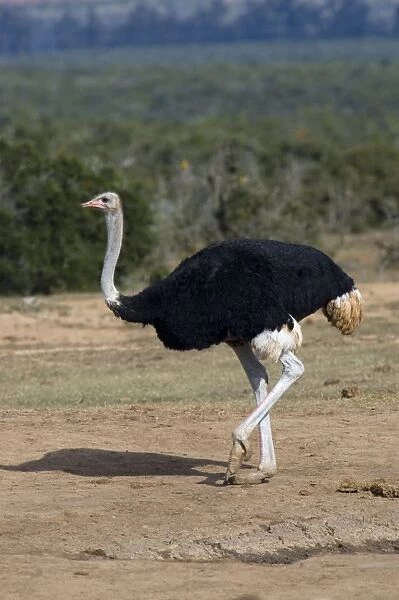 Common Ostrich. Male approaching waterhole. Largest bird species. Addo Elephant National Park, E. Cape, South Africa