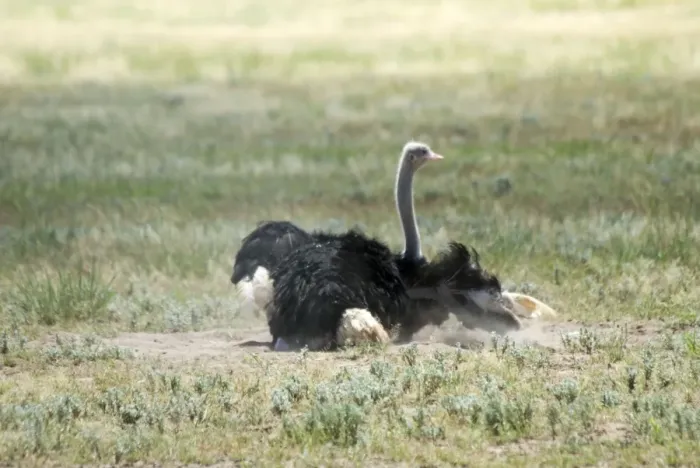 Framed Print : Common Ostrich - Male dust bathing. Occurs throughout sub-Saharan Africa except for rainforests and central African belt of Brachystegia woodland (miombo). Kgalagadi Transfrontier Park, Northern Cape, South Africa Framed Print : Common Ostrich - Male dust bathing. Occurs throughout sub-Saharan Africa except for rainforests and central African belt of Brachystegia woodland (miombo). Kgalagadi Transfrontier Park, Northern Cape, South Africa