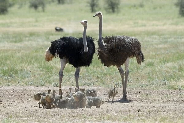 Common Ostrich - Male and female with chicks. Occurs throughout sub-Saharan Africa except for rainforests and central African belt of Brachystegia woodland (miombo). Kgalagadi Transfrontier Park, Northern Cape, South Africa