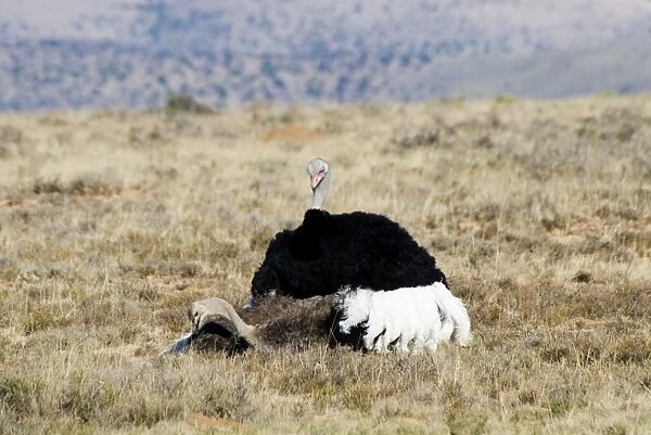 Common Ostrich - mating. Mountain Zebra National Park - Eastern Cape - South Africa