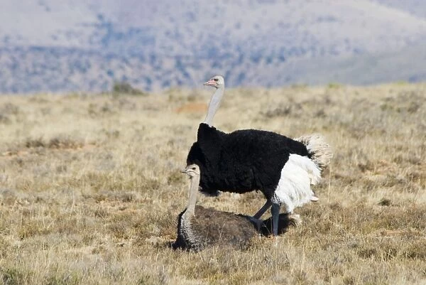 Common Ostrich - mating. Mountain Zebra National Park - Eastern Cape - South Africa