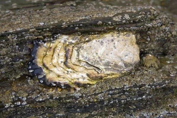 Common Oyster - individual exposed at low tide, Cornwall, England