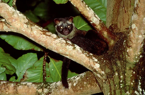 Common Palm Civet - In tree