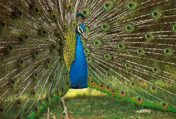 Common Peacock - Displaying JPF53061