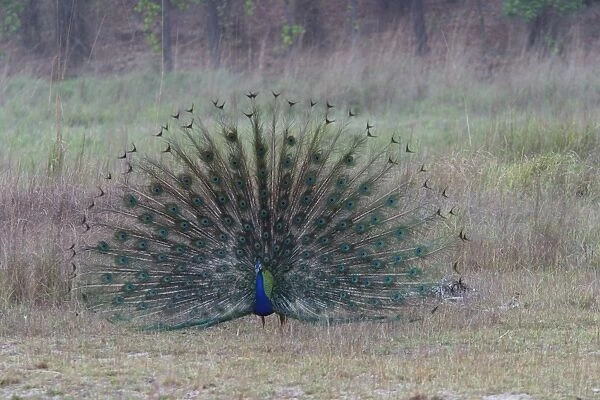 Common Peacock  /  Peafowl - male displaying tail plumage Bandhavgarh NP, India